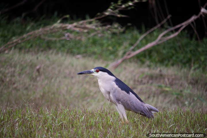 Bird colored with various shades of grey on the banks of the Magdalena River in Girardot. (720x480px). Colombia, South America.