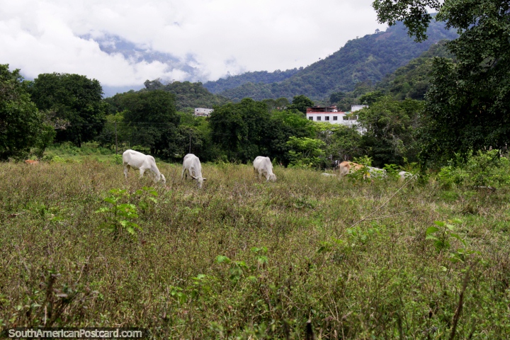 Vacas em um paddock, a bela zona rural verde em volta de Ibague. (720x480px). Colômbia, América do Sul.