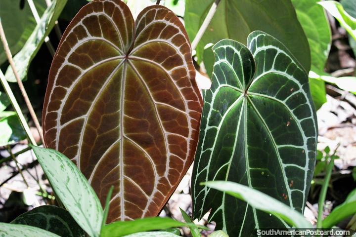 Huge green and brown leaves at the San Jorge Botanical Gardens in Ibague. (720x480px). Colombia, South America.