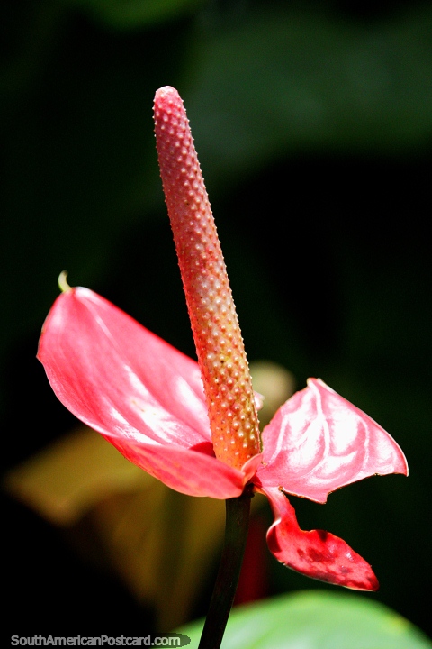 Flora rosa em Jardins botnicos de San Jorge em Ibague, evite a cidade da natureza. (480x720px). Colmbia, Amrica do Sul.