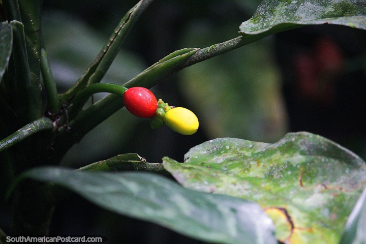 Estes feijões de café são? Vagens de feijão vermelhas e amarelas em Jardins botânicos de San Jorge em Ibague. (720x480px). Colômbia, América do Sul.