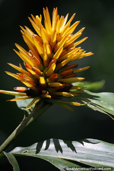 As pétalas de flor amarelas fechadas aquecem-se na luz solar em Jardins botânicos de San Jorge em Ibague. (480x720px). Colômbia, América do Sul.