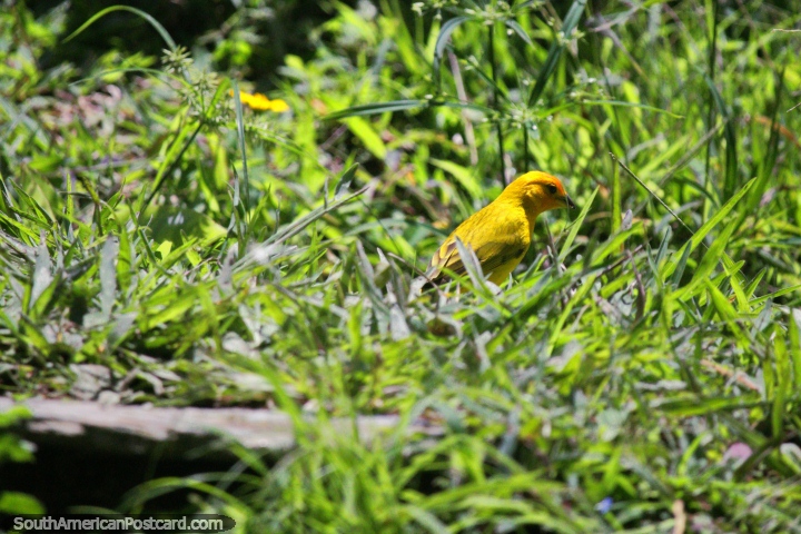 Pequeno pássaro amarelo procurando comida entre a grama em Jardins botânicos de San Jorge em Ibague. (720x480px). Colômbia, América do Sul.