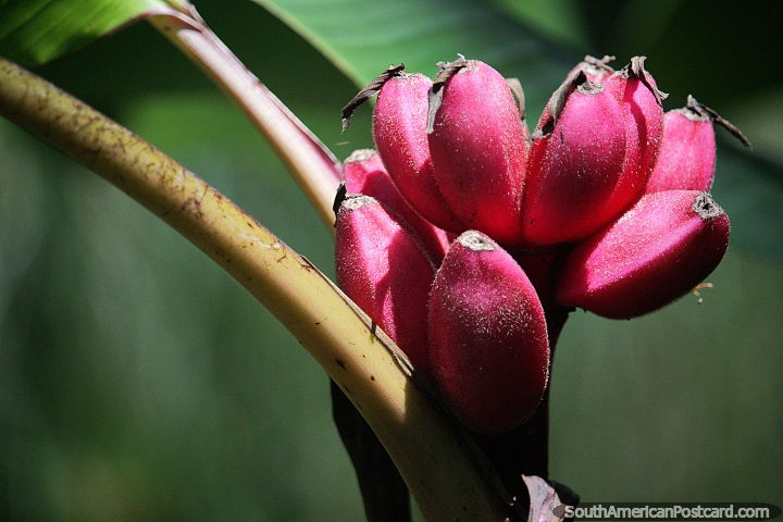 Bunch of pink bananas in the sunlight, nature at San Jorge Botanical Gardens in Ibague. (720x480px). Colombia, South America.