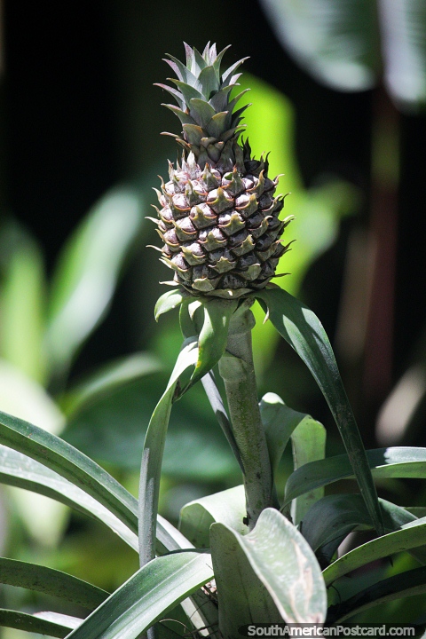 Pineapple growing in the beautiful green surroundings of San Jorge Botanical Gardens in Ibague. (480x720px). Colombia, South America.