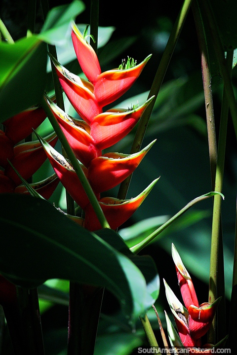 Ptalos en forma de tringulo de roja en el entorno natural de los jardines botnicos de Ibagu. (480x720px). Colombia, Sudamerica.