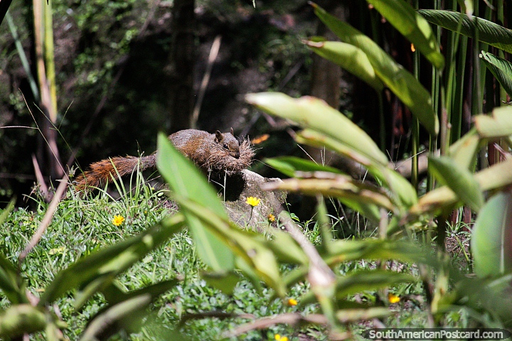 Squirrel with a mouth full of hay scurries to his home at San Jorge Botanical Gardens in Ibague. (720x480px). Colombia, South America.