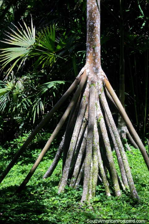 Ã�rvore com 20-30 pequenos troncos na forma de um cïrculo, assombroso, Jardins botânicos de San Jorge em Ibague. (480x720px). Colômbia, América do Sul.