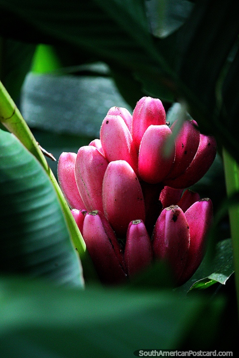 As bananas rosa amadurecem nos jardins botânicos em Ibague, somente 5 minutos da cidade. (480x720px). Colômbia, América do Sul.