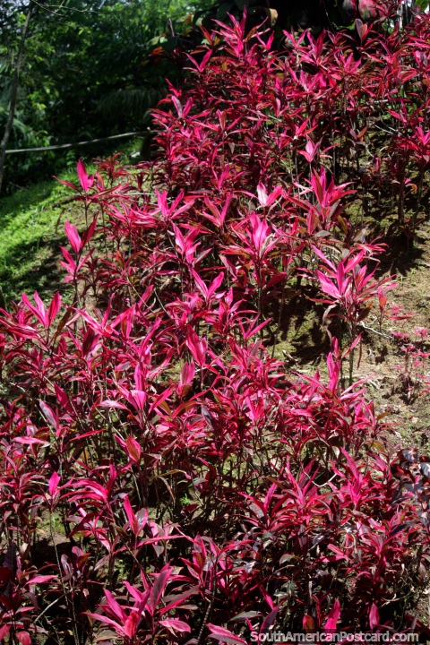 As folhas parecidas a um linho rosa cobrem um banco de sujeira e brilham ao sol, Jardins botânicos de San Jorge, Ibague. (480x720px). Colômbia, América do Sul.