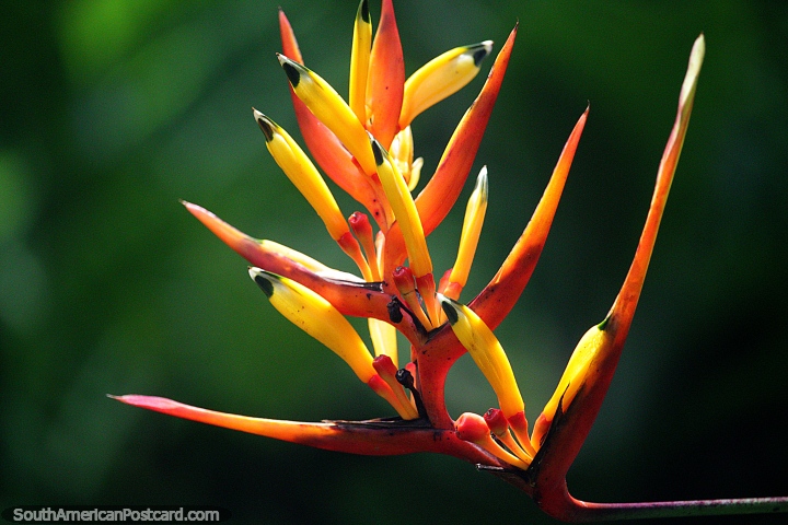 Las vainas de flores de color amarillo anaranjado hacen una formación interesante, flora en los jardines botánicos de Ibagué. (720x480px). Colombia, Sudamerica.