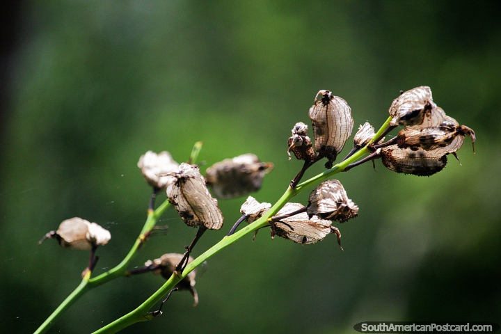 Las vainas secas muertas dieron sus vidas para hacer que los jardines botánicos de Ibagué fueran un lugar hermoso. (720x480px). Colombia, Sudamerica.