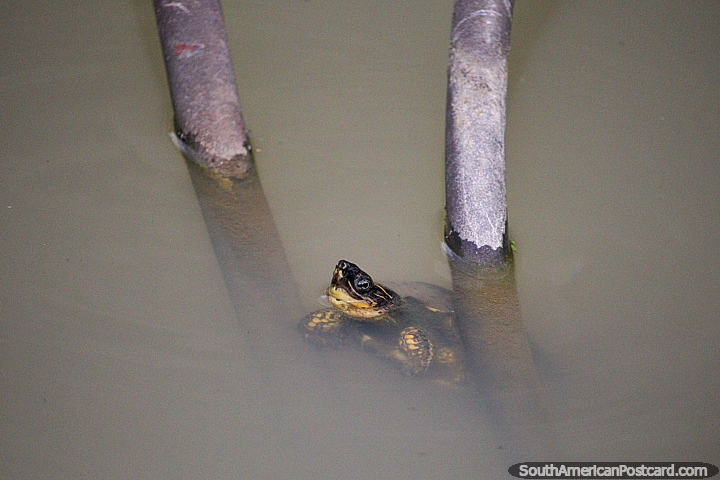 Pequena tartaruga marïtima no tanque vive em com os seus companheiros nos jardins botânicos em Ibague. (720x480px). Colômbia, América do Sul.