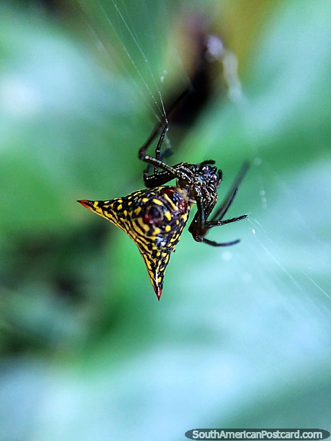Aranha preta com uma parte do corpo de tringulo amarela, Jardins botnicos de San Jorge, Ibague. (480x640px). Colmbia, Amrica do Sul.