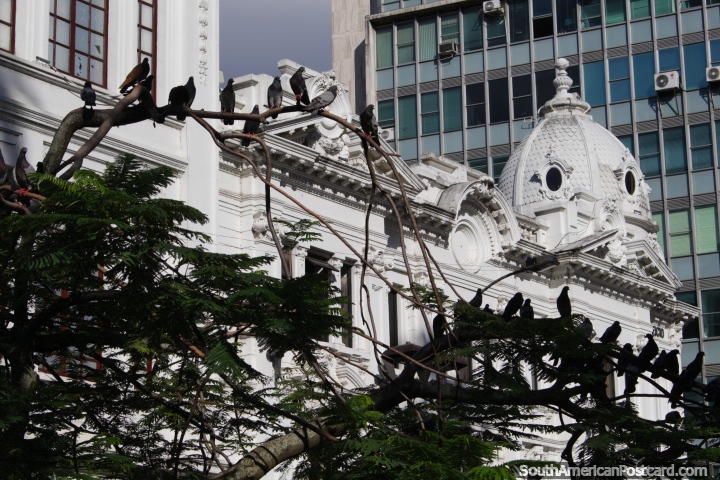 Pigeons in trees at Cayzedo Plaza in Cali, the Otero Building behind. (720x480px). Colombia, South America.