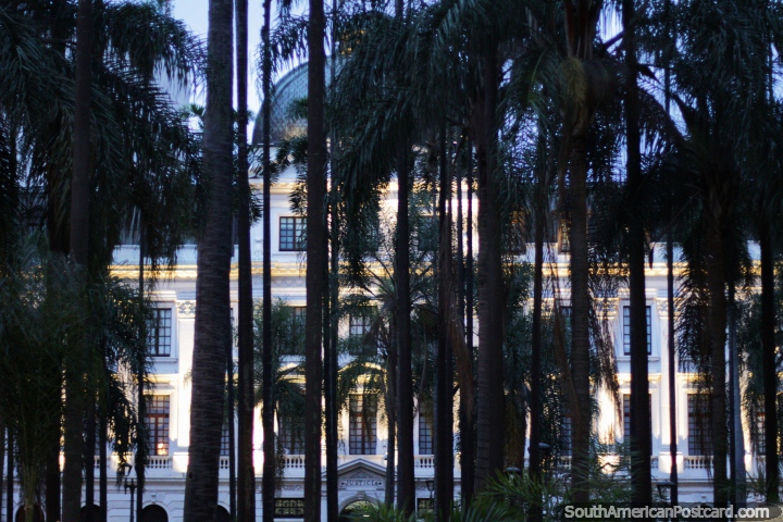 Tall trees in Cayzedo Plaza (Plaza de Cayzedo) and the Justice Palace in central Cali. (720x480px). Colombia, South America.