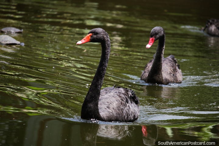 Beautiful black swans in the waters at Cali Zoo. (720x480px). Colombia, South America.