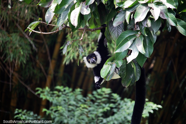 Black and white lemur with a long tail swings from a tree at Cali Zoo. (720x480px). Colombia, South America.