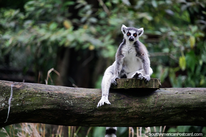 Grey lemur with striped tail sits on a log at Cali Zoo. (720x480px). Colombia, South America.