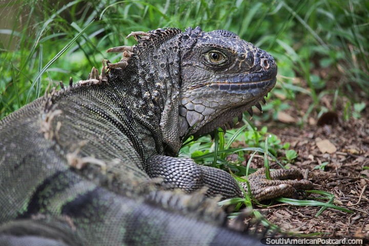 Gran iguana gris en la hierba en el Zoológico de Cali. (720x480px). Colombia, Sudamerica.
