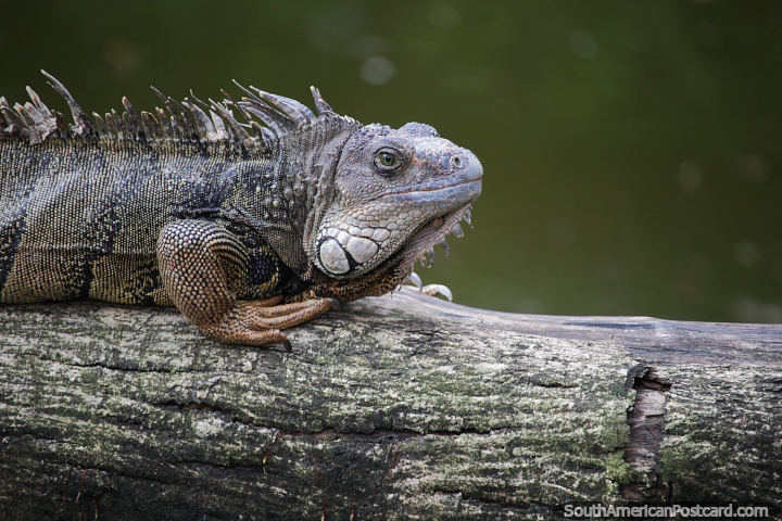 Uma iguana muito vigilante em um log de madeira junto da água em Jardim zoológico de Cali. (720x480px). Colômbia, América do Sul.