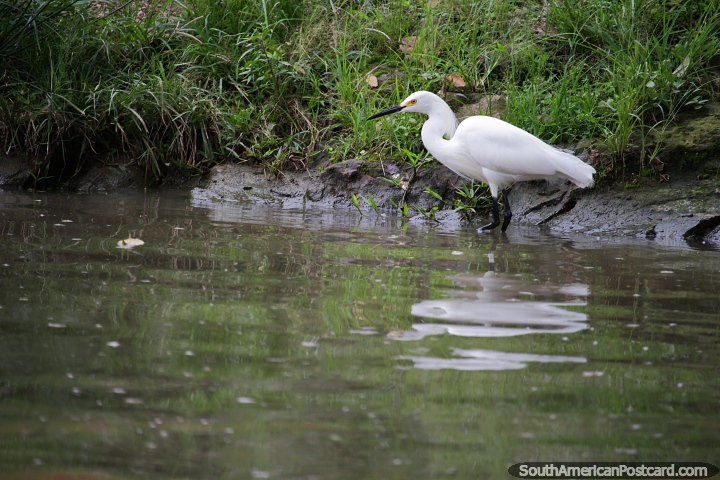 Cegonha branca na margem de rio que procura comida em Jardim zoolgico de Cali. (720x480px). Colmbia, Amrica do Sul.