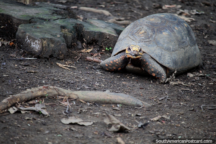 La tortuga lenta en el Zoológico de Cali con su casa a la espalda. (720x480px). Colombia, Sudamerica.