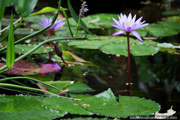 Tanque de lrio com flores purpreas, procure a pequena vida selvagem aqui no Jardim zoolgico de Cali. (720x480px). Colmbia, Amrica do Sul.