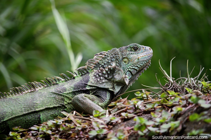 Hermosa iguana verde con gran detalle en la cabeza y el cuello en el Zoológico de Cali. (720x480px). Colombia, Sudamerica.