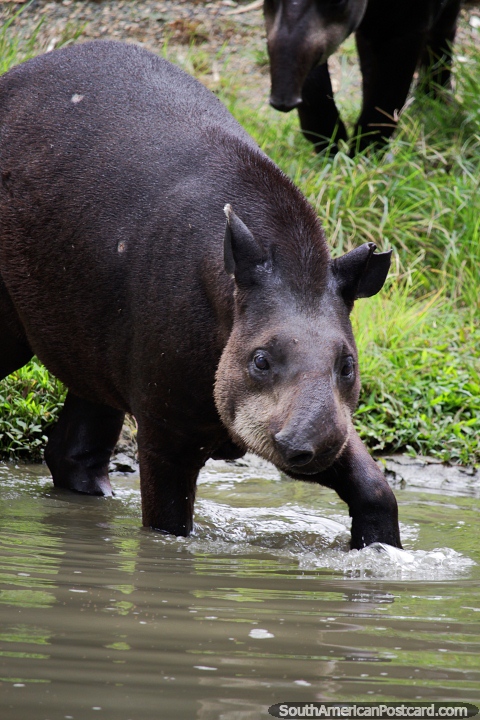 Tapir con un pequeño tronco nariz prensil, uno de los muchos animales para ver en el Zoológico de Cali. (480x720px). Colombia, Sudamerica.
