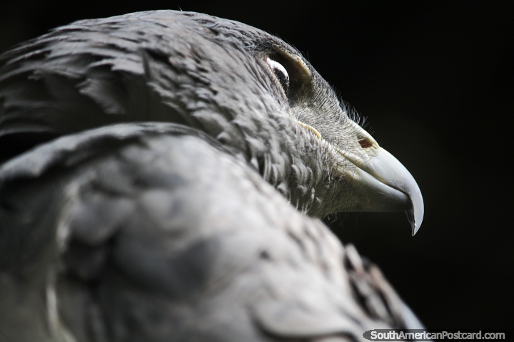 Magnificent grey eagle up close at Cali Zoo, likes to eat rodents and pigeons. (720x480px). Colombia, South America.