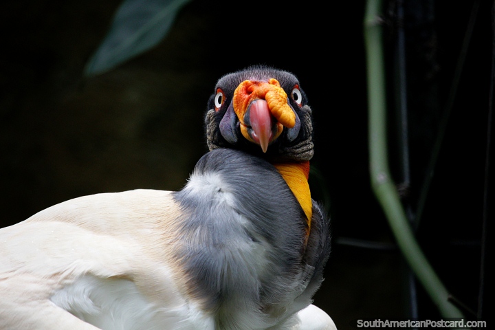 O rei dos Btios, este abutre tem um tempo de vida de 30 anos, o ver no Jardim zoolgico de Cali. (720x480px). Colmbia, Amrica do Sul.