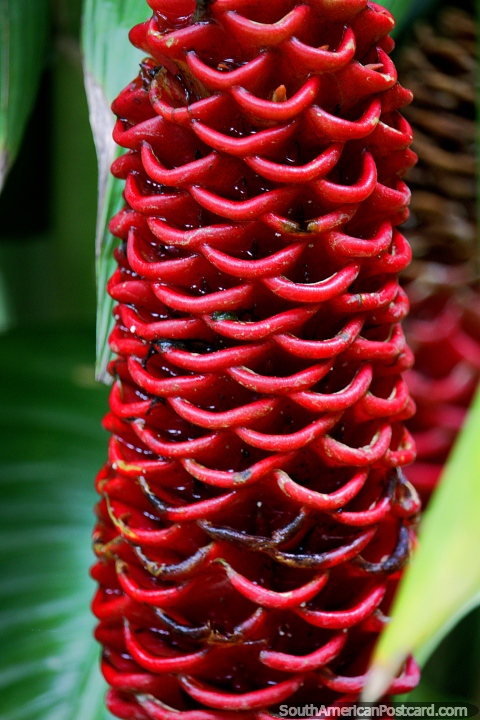 Planta roja exótica con muchas capas, fauna en el Zoológico de Cali. (480x720px). Colombia, Sudamerica.