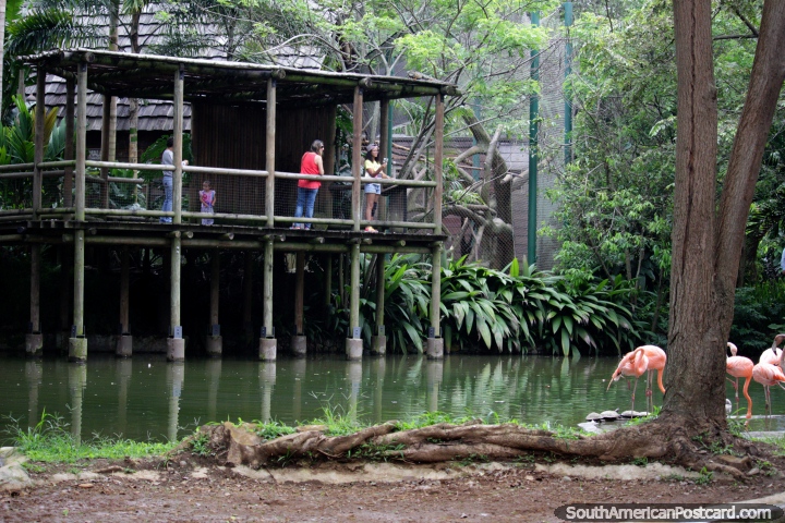 Plataforma de madera con vistas a la casa acuosa de los flamencos en el Zoológico de Cali. (720x480px). Colombia, Sudamerica.