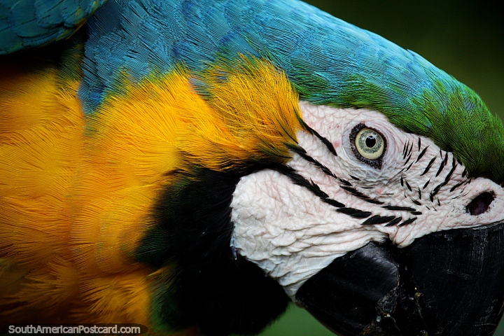 A macaw with yellow, green and turquoise colored feathers at Cali Zoo. (720x480px). Colombia, South America.