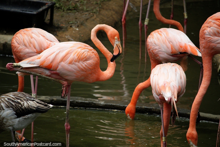Os flamingos no Jardim zoolgico de Cali so muito preocupados com os seus prprios assuntos. (720x480px). Colmbia, Amrica do Sul.