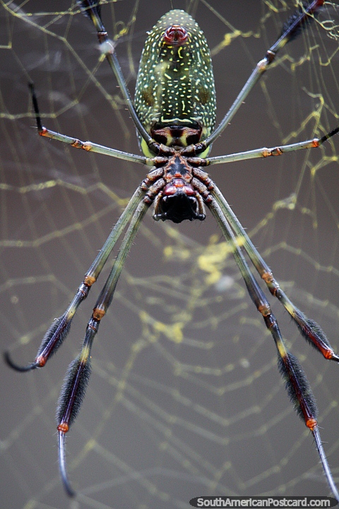 Close-up of the underside of a spider in a web at Cali Zoo. (480x720px). Colombia, South America.