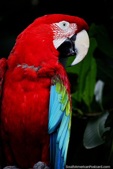 Beautiful red macaw with blue and green wings at Cali Zoo. (480x720px). Colombia, South America.