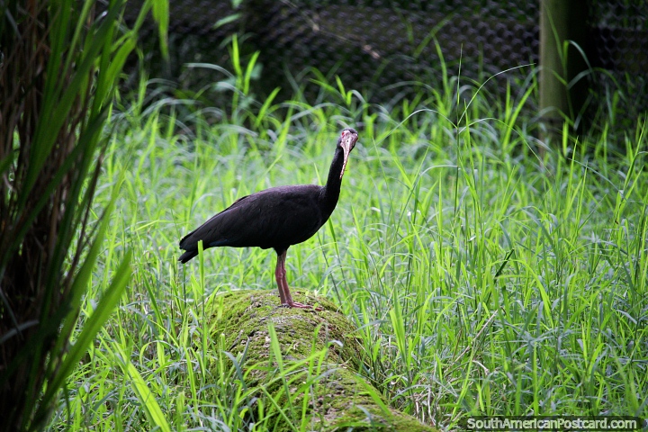 Black bird with a thin pointy beak, has a large grassy enclosure at Cali Zoo. (720x480px). Colombia, South America.