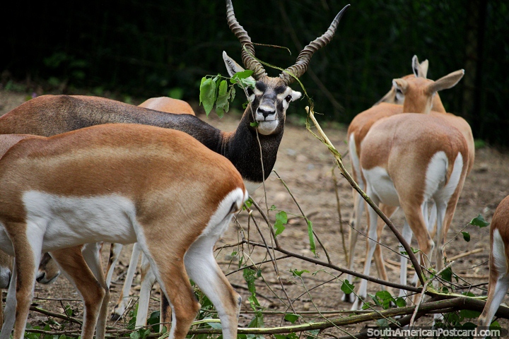 Black Antelope at Cali Zoo, is also known as the Indian antelope. (720x480px). Colombia, South America.