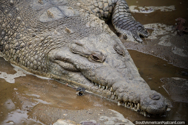 O Crocodilo de Magdalena, olhos dentes abertos, agudos, pele spera, Jardim zoolgico de Cali. (720x480px). Colmbia, Amrica do Sul.