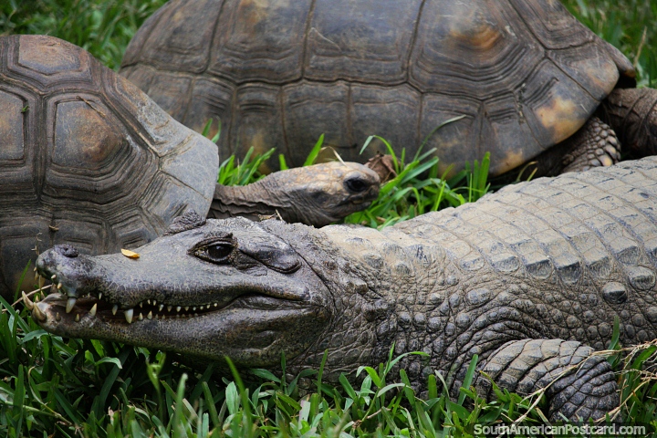 Crocodilo e tartarugas que se sentam em conjunto em grama em Jardim zoolgico de Cali. (720x480px). Colmbia, Amrica do Sul.