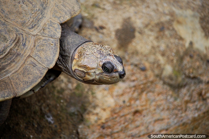Olhos dianteiros e em forma de contas de uma tartaruga em Jardim zoolgico de Cali. (720x480px). Colmbia, Amrica do Sul.