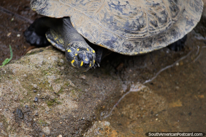 Tortoise with black head and yellow markings beside waters at Cali Zoo. (720x480px). Colombia, South America.