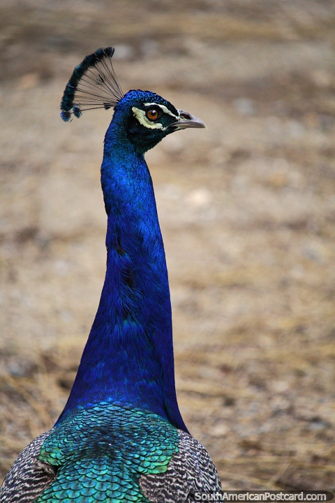Pavo real, azul, verde y gris, vida til de 10 a 25 aos, Zoolgico de Cali. (480x720px). Colombia, Sudamerica.