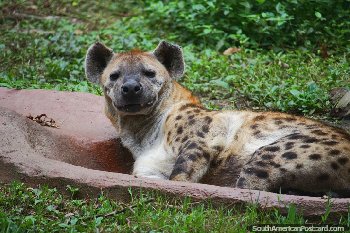 Hiena moteada, considerada por muchos como un smbolo del mal, valo en el Zoolgico de Cali. (720x480px). Colombia, Sudamerica.