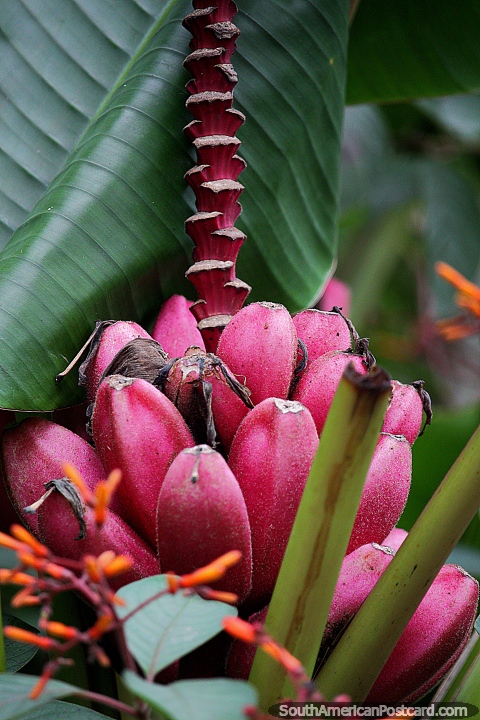 Pink bananas grow in a tropical setting at Cali Zoo. (480x720px). Colombia, South America.