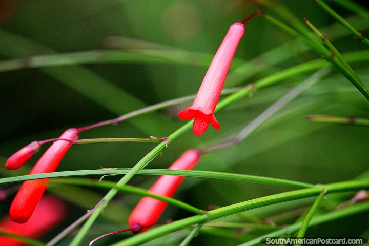 Flores de tubo rojo en jardines con otra flora en el Zoolgico de Cali. (720x480px). Colombia, Sudamerica.