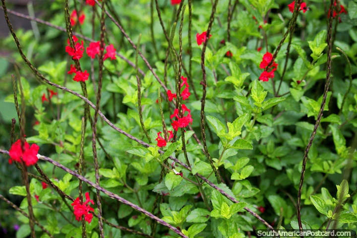 Flora verde viosa e flores vermelhas em jardins em Jardim zoolgico de Cali. (720x480px). Colmbia, Amrica do Sul.