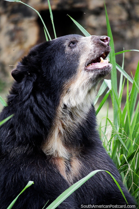 El Oso de Anteojos o el oso de cara corta Andino tiene una vida til de 20 aos o ms, el Zoolgico de Cali. (480x720px). Colombia, Sudamerica.